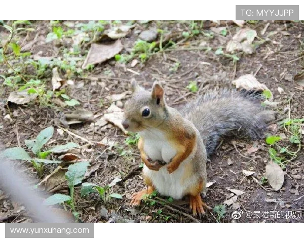 亚博体育手机官方地址官方入口导航，快速找到官方登录页面指南